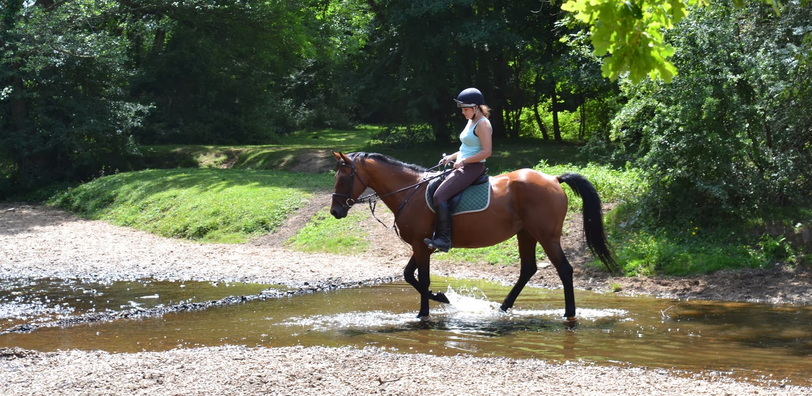 Riding in the New Forest 